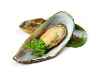 Mussels isolated on white background - Green mussel shell with parsley