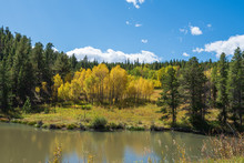Landscape Of An Aspen Tree Grove Turning Yellow In A Forest Across From A Pond On The Peak To Peak Highway In Colorado