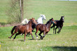 Pferde galoppieren und rennen frei auf der Wiese