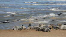 Grey Seals Time To Play Leaving The Mothers On The Beach Watching The Pups