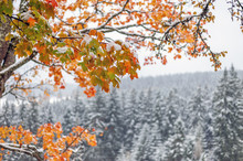 First Snow In The Forest In The Mountains