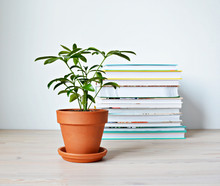 Schefflera Green House Plant In Terracotta Pot And Stack Of Books On Wooden Desk