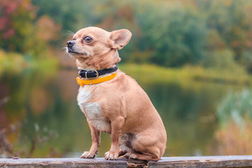 Chihuahua dog on a walk in the park. A small dog. Bright dog. Light color. Home pet.