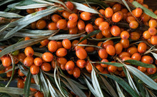  Leaves And Berries Of Orange Sea ​​buckthorn On Wooden Table Background