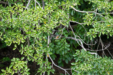 Kingfisher on wood