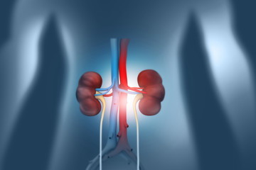 Human kidney anatomy. 3d illustration .