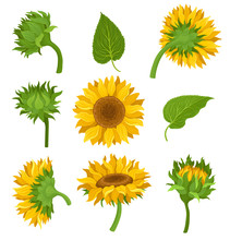 Botanical Set Of Elements Of Sunflowers Colored Vector Illustrarions