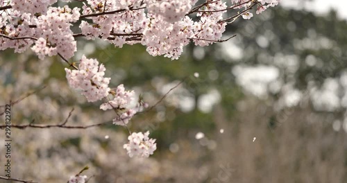 桜 花 舞い落ちる 動画素材 Fu Non 桜 花 舞い落ちる 動画素材 Fu Non