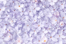 Realistic Lilac Flower Bed Backdrop. Floral Top View. Bunch Of Violet, Purple Flowers.
