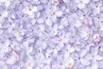 realistic lilac flower bed backdrop. floral top view. bunch of violet, purple flowers.