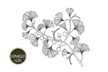 Collection Ginkgo Biloba Branches With Line-art On White Backgrounds. Vector Hand Drawn Illustration.