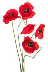 Wall Mural - poppy flower isolated
