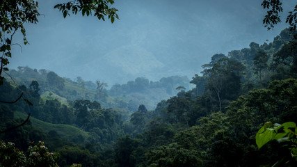 Fototapeta dżungla lato szczyt las