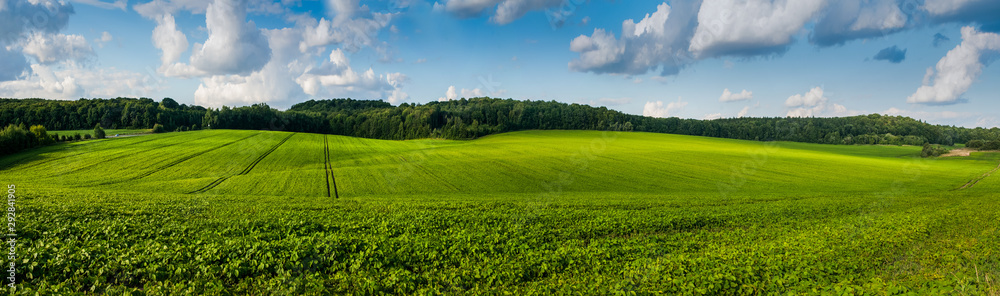fresh green Soybean field hills, waves with beautiful sky - obrazy, fototapety, plakaty 