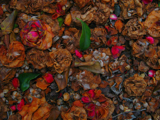  fallen petals