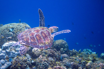  Turtle swimming in blue water near coral reef. Green turtle underwater photo. Wild marine animal in natural environment.