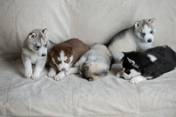 Husky puppies, two months old