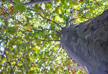 Tree and leafs in beautiful green nature garden, natural color background