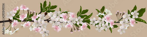 Obraz w ramie white and pink isolated spring cherry tree blossoming stripe