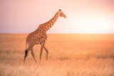 Fototapeta Zwierzęta - Lonely giraffe in the savannah Serengeti National Park at sunset.  Wild nature of Tanzania - Africa. Safari Travel Destination.