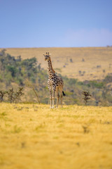 Wall Mural - Lonely giraffe in the savannah Serengeti National Park at sunset.  Wild nature of Tanzania - Africa. Safari Travel Destination.