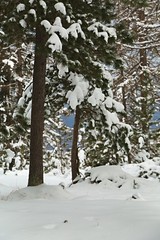 Canvas Print - Snowy pine trees on a winter landscape