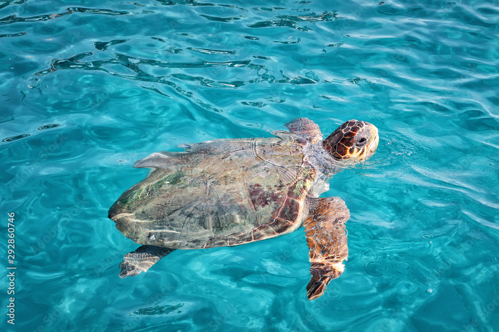 Obraz na płótnie Caretta Caretta Turtle from Zakynthos, Greece, near  Laganas beach, emerges to take a breath w salonie