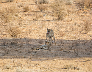 Canvas Print - Cheetah