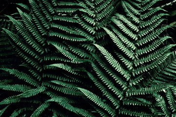  Dark green tropical background. Leaves fern in jungles backdrop. Plant texture. Foliage.