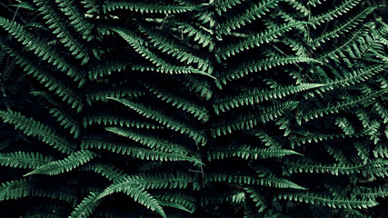  Leaves fern in jungles backdrop. Green tropical background. Plant texture. Foliage.