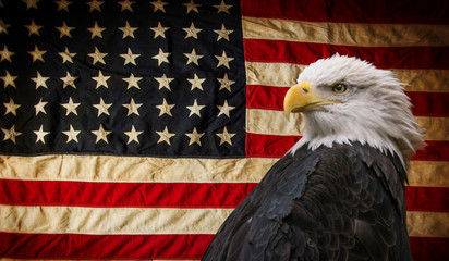 Wall Mural - American Bald Eagle - symbol of america -with flag. United States of America patriotic symbols.