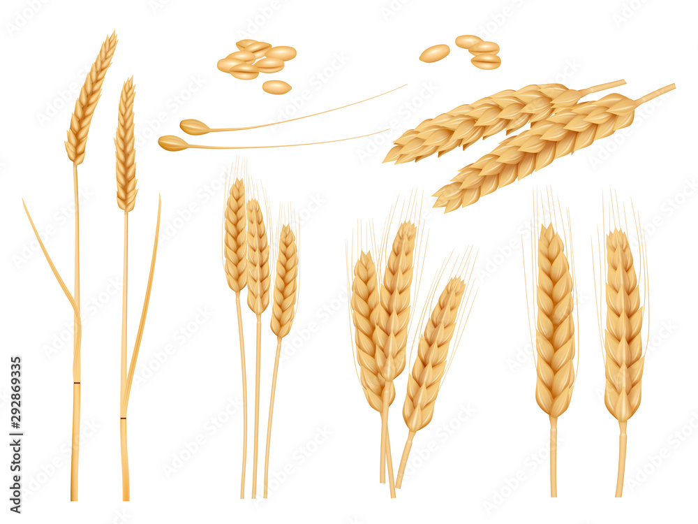Wheat grains. Agricultural collection of healthy organic food harvesting plants barley vector pictures. Illustration grain organic crop ear - obrazy, fototapety, plakaty 