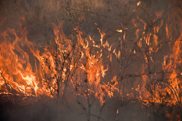 Wall Mural - Dry grass burns in a field with smoke and fire.