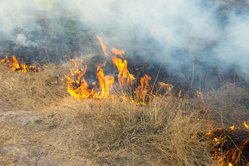 Wall Mural - Dry grass burns in a field with smoke and fire.