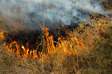 Wall Mural - Dry grass burns in a field with smoke and fire.