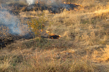 Wall Mural - Dry grass burns in a field with smoke and fire.