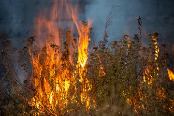 Wall Mural - Dry grass burns in a field with smoke and fire.