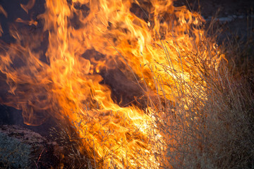 Wall Mural - Dry grass burns in a field with smoke and fire.