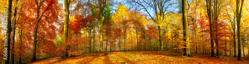 Colorful forest panorama in...