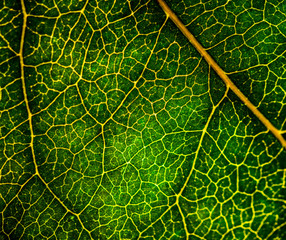 Background image of a leaf of a tree close up. A green leaf of a tree is a big magnification. Macro shooting.