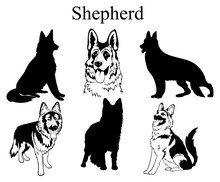 Shepherd Set. Collection Of Pedigree Dogs. Black And White Illustration Of A Shepherd Dog. Vector Drawing Of A Pet. Tattoo.