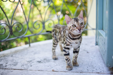 Wall Mural - Bengal kitten is standing on a balcony