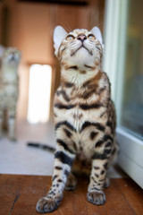 Wall Mural - Young bengal cat is sitting and looking up