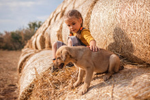 Cute Girl Playing With Puppy On Rolls Of Hay Bales In Field