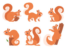 Cute Squirrel. Zoo Little Forest Animals In Action Poses Wildlife Squirrel Vector Cartoon Character. Funny Character Squirrel In Various Pose Illustration