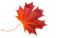 Red Maple Leaf Isolated On White Background