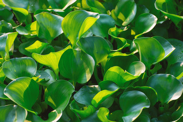 Canvas Print - Water hyacinth plants green leaves nature background.