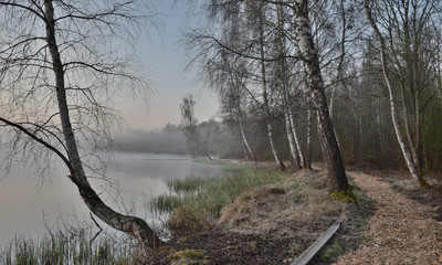 Wall Mural - mist picture with tree silhouettes in the morning, beautiful mist on the lake, frost on the ground