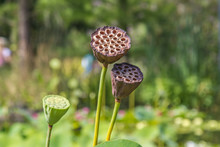 Seed Capsules Of Lotus Plants With Green Background