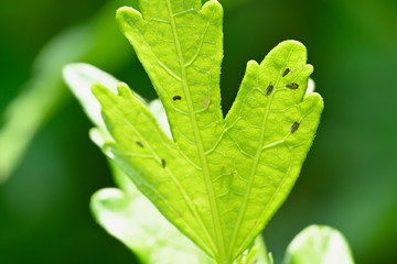 Canvas Print - Aphids on plant in nature.